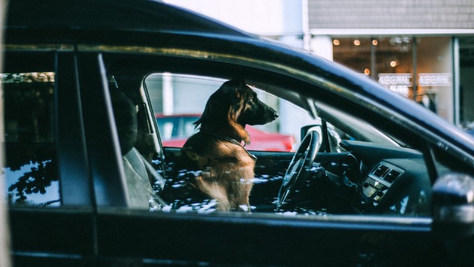 Evita multas por viajar con tu mascota en la CDMX.