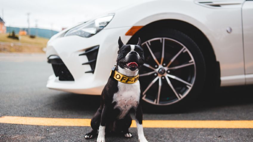 4 accesorios imperdibles para viajar con tu mascota en el auto