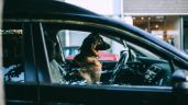 ¿Por qué es peligroso dejar a tu perro en el carro?