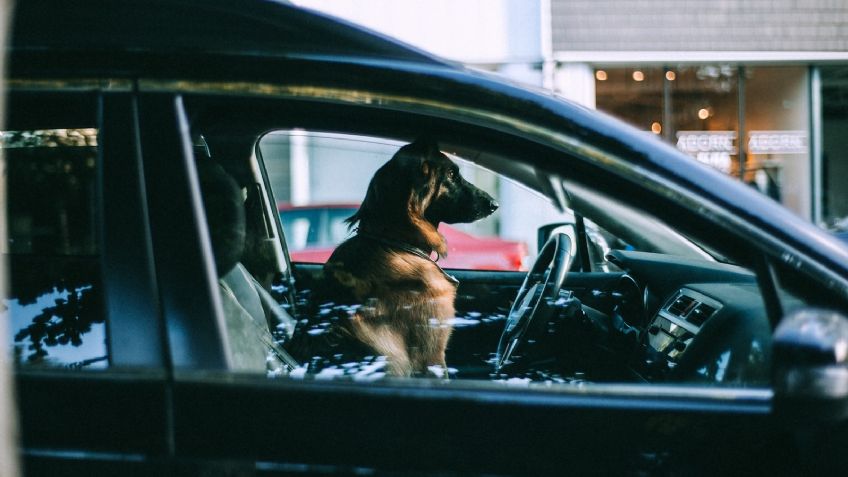 ¿Por qué es peligroso dejar a tu perro en el carro?