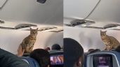 Gatito se vuelve viral luego de escaparse en pleno vuelo