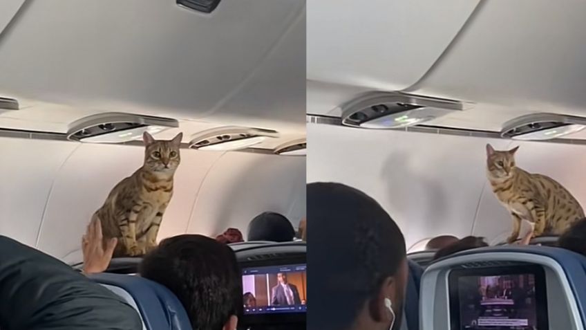 Gatito se vuelve viral luego de escaparse en pleno vuelo