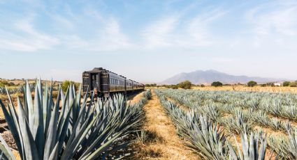 ¿Qué incluye el tour José Cuervo?