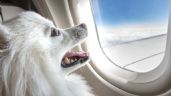 ¿Cómo viajar en avión con una mascota?