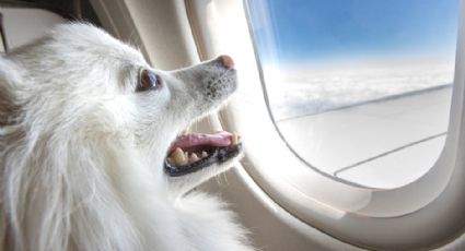 ¿Cómo viajar en avión con una mascota?