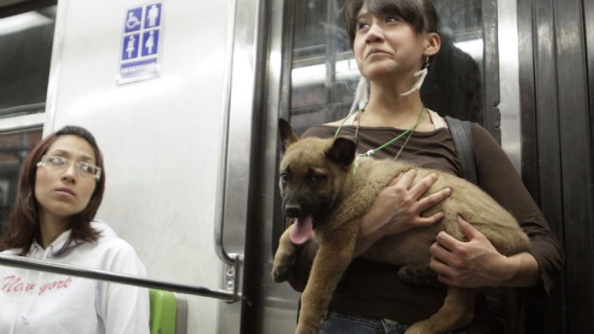 ¿Se puede llevar a un perro en el Metro?