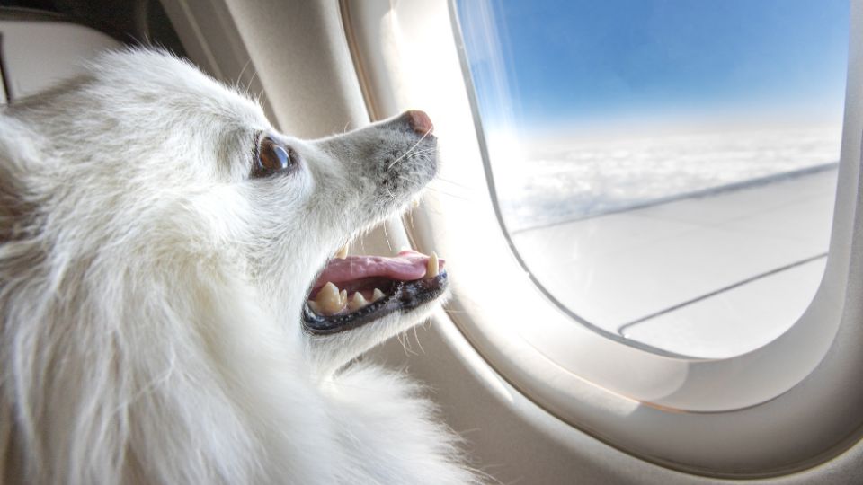 Las mascotas sí pueden viajar en la cabina del avión.