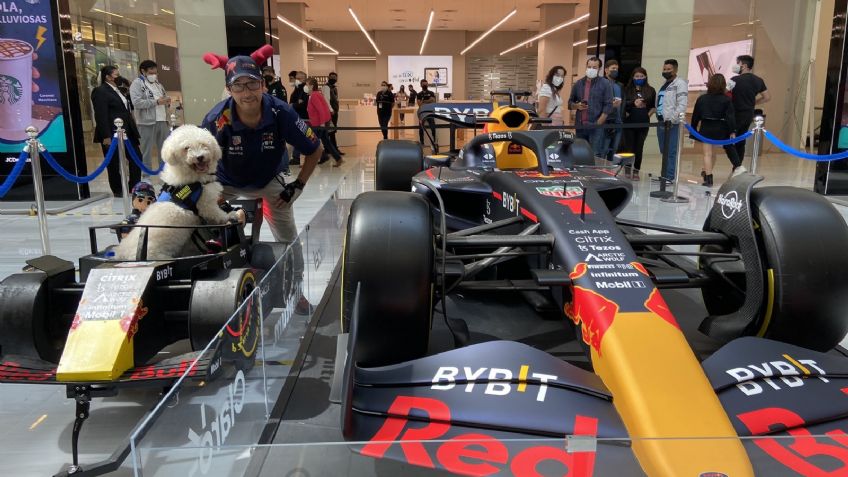 Conoce al perrito que se pasea por CDMX a bordo de un monoplaza del Red Bull
