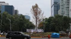 ¿Cuál es el estado actual del ahuehuete de Reforma? Las autoridades lo aclaran