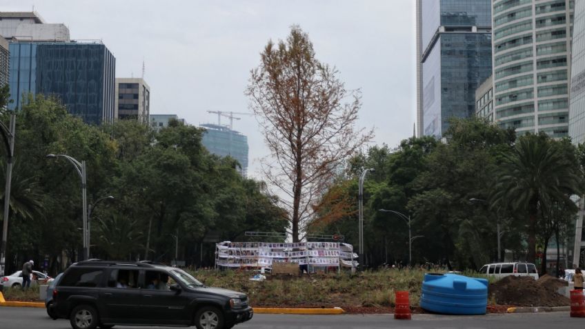 ¿Cuál es el estado actual del ahuehuete de Reforma? Las autoridades lo aclaran