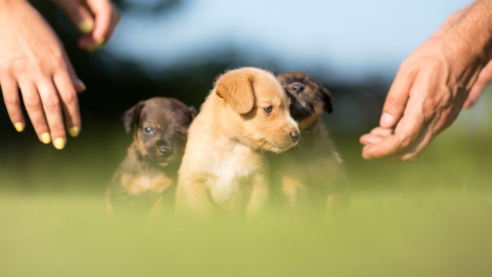 Adopción de perros CDMX.