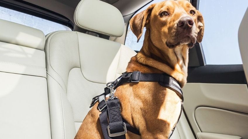 Los mejores autos para viajar con tu lomito y mantenerlo seguro y feliz