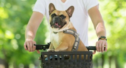 4 accesorios para llevar a tu perro en bicicleta