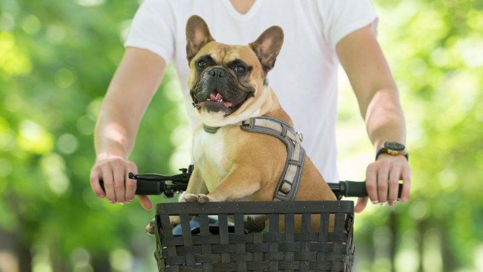 ¿Cómo puedo llevar a mi perro en bicicleta?