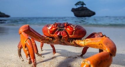 Cangrejos y camarones: los nuevos aliados de baterías para autos 100% biodegradables