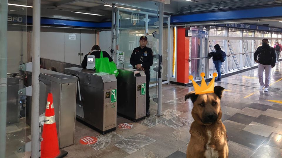 Perritos rescatados del Metro CDMX.