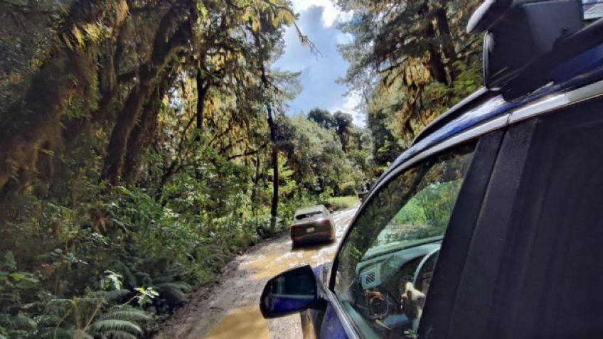 Audi Go Green, una iniciativa de créditos de  bonos de carbono para beneficiar a los bosques de México, conócela