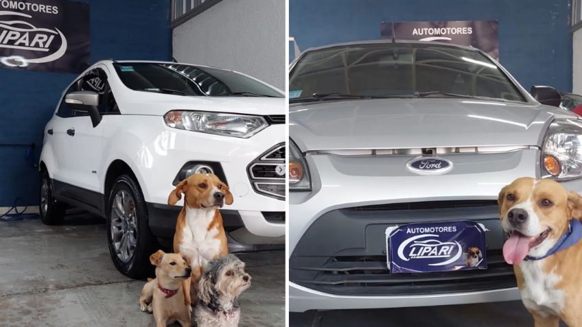 Agencia promociona sus autos con perritos rescatados y se vuelve viral en redes