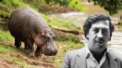 Hipopótamo de Pablo Escobar muere al ser atropellado; en Colombia los consideran invasores