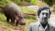 Hipopótamo de Pablo Escobar muere al ser atropellado; en Colombia los consideran invasores