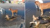 Foto ilustrativa de la nota titulada Perritos son captados ‘echándose un chapuzón’ en un bache de Tijuana