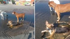 Perritos son captados ‘echándose un chapuzón’ en un bache de Tijuana