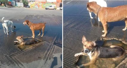 Perritos son captados ‘echándose un chapuzón’ en un bache de Tijuana