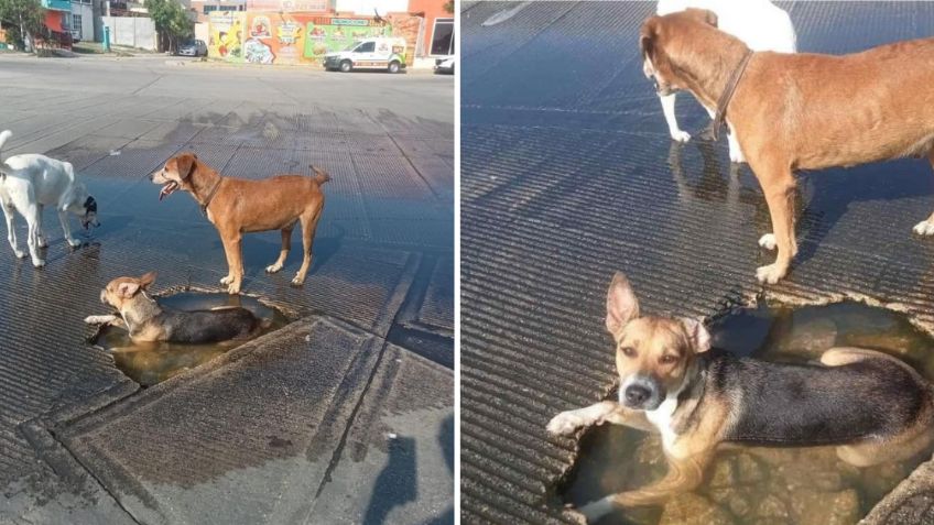 Perritos son captados ‘echándose un chapuzón’ en un bache de Tijuana