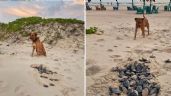 Perrito ayuda a las tortugas a llegar al mar y se convierte en su protector