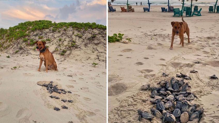 Perrito ayuda a las tortugas a llegar al mar y se convierte en su protector