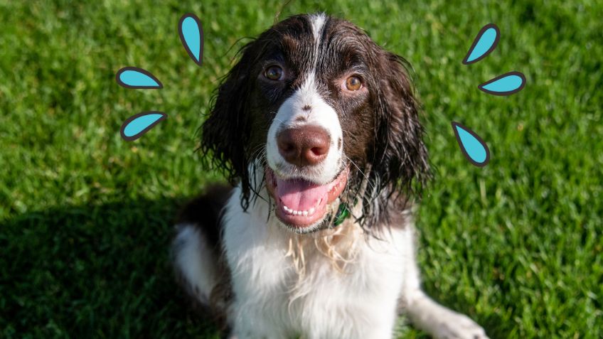 Consejos para pasear a tu perro en temporada de calor