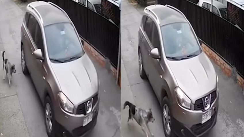 Video Viral: Un perrito es el guardián de una joven que iba a ser asaltada en una camioneta