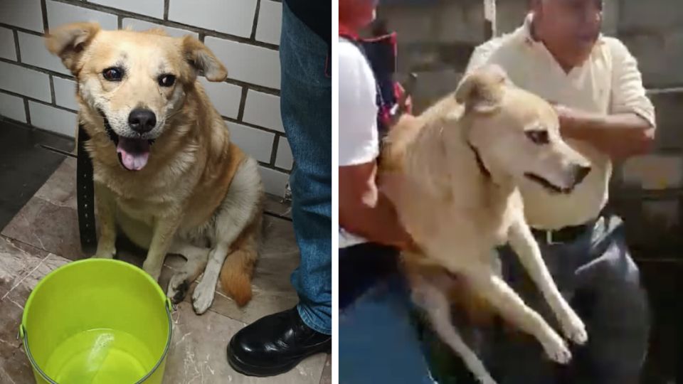 Perritos rescatados del Metro.