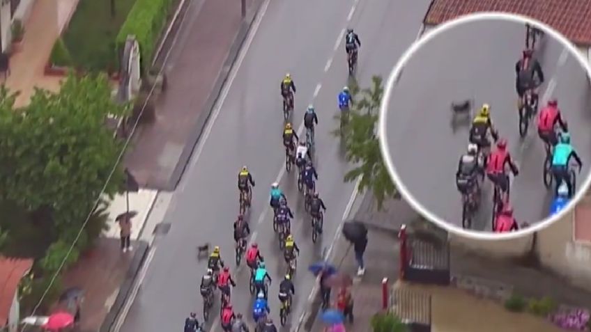 VIDEO: Perro provoca la caída de Remco Evenepoel en la quinta etapa del Giro de Italia 2023