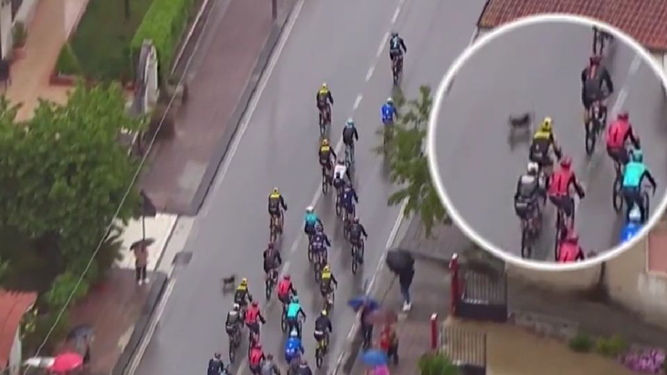 Un perro tiró al ciclista Remco Evenepoel