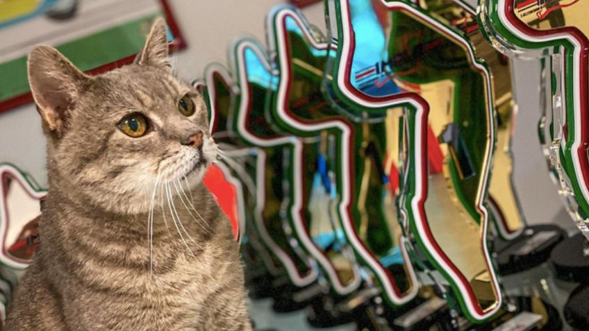 ¿Quién es Formulino, el gato de Imola que les trae buena suerte a los pilotos de F1?