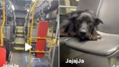 VIRAL: Perrito sorprende a un chofer al quedarse dormido en su autobús; el paseo lo arrulló