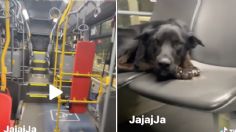 VIRAL: Perrito sorprende a un chofer al quedarse dormido en su autobús; el paseo lo arrulló