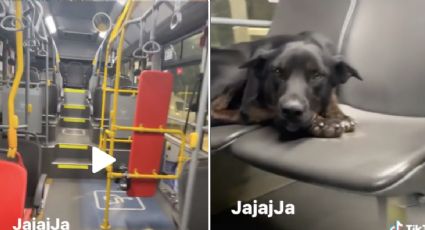 VIRAL: Perrito sorprende a un chofer al quedarse dormido en su autobús; el paseo lo arrulló