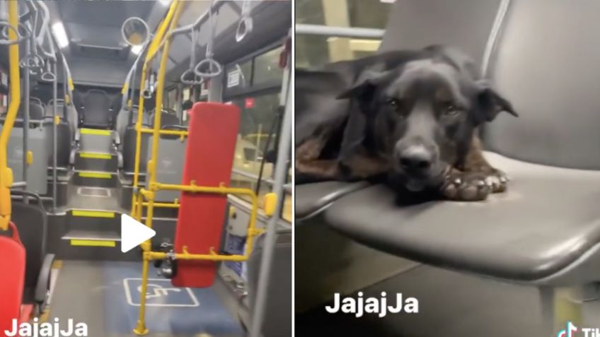 VIRAL: Perrito sorprende a un chofer al quedarse dormido en su autobús; el paseo lo arrulló