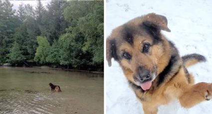 Perrito anciano es llevado a pasear por primera vez en años; busca una familia que le de un hogar fuera del refugio