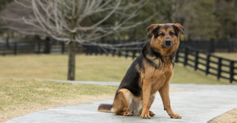 Adopción de perritos