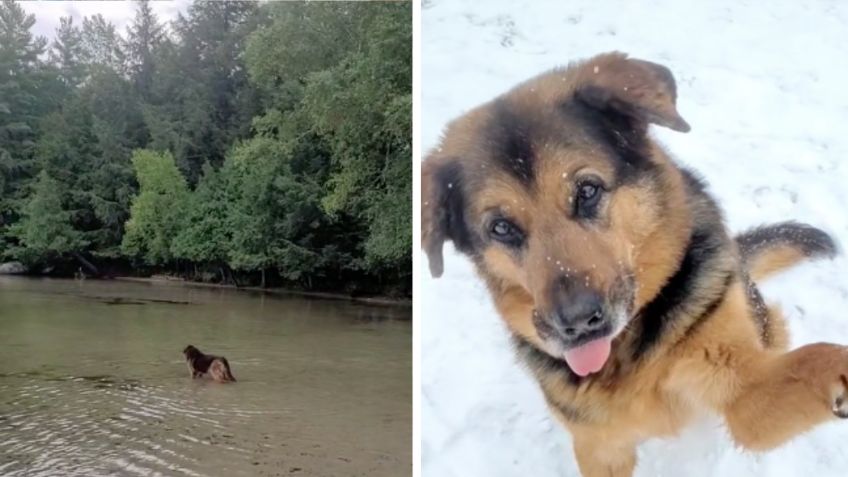 Perrito anciano es llevado a pasear por primera vez en años; busca una familia que le de un hogar fuera del refugio