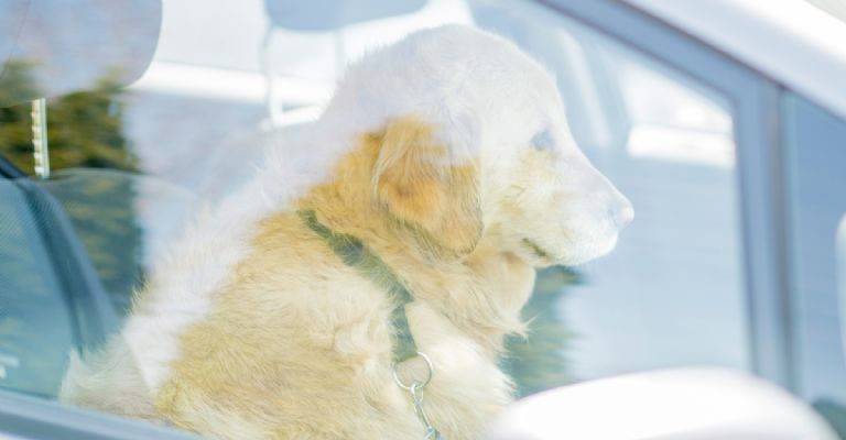 Perrito temporada de calor