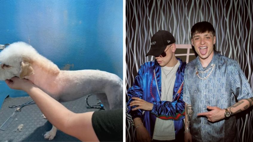 Perrito estrena corte de pelo inspirado en Peso Pluma y se vuelve la sensación en redes sociales