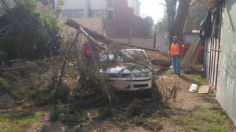 ¿Qué pasa si se cae un árbol en mi auto? Respira, hay un responsable