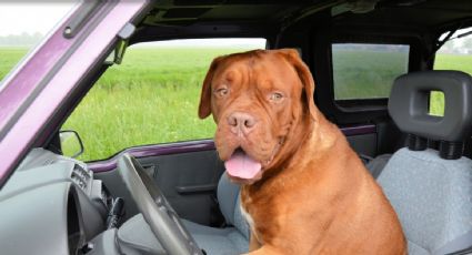 ¡Indignante! Perro policía murió al interior de una patrulla; no pudo resistir el calor