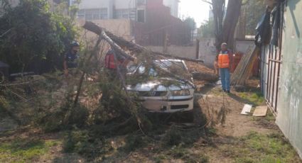 ¿Qué pasa si se cae un árbol en mi auto? Respira, hay un responsable