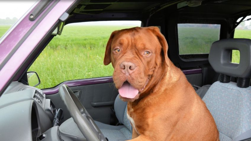 ¡Indignante! Perro policía murió al interior de una patrulla; no pudo resistir el calor