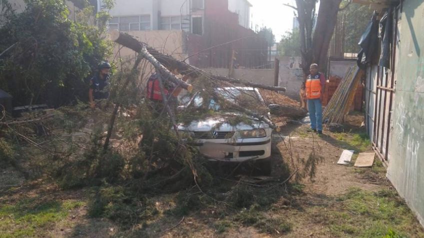 ¿Qué pasa si se cae un árbol en mi auto? Respira, hay un responsable